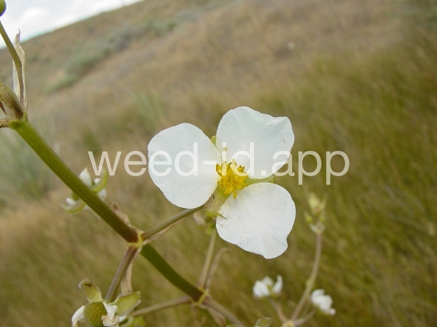 arrowhead, wedgeleaf